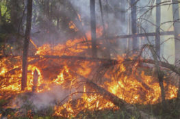 Blazing fire in the forest