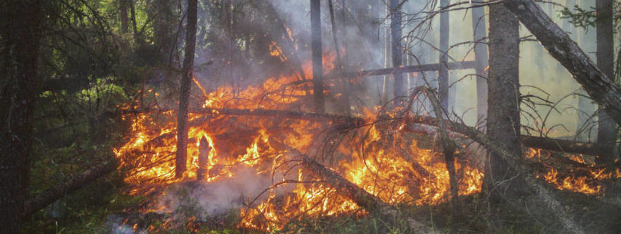 Blazing fire in the forest