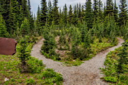 Photo of pathway surrounded by fir trees