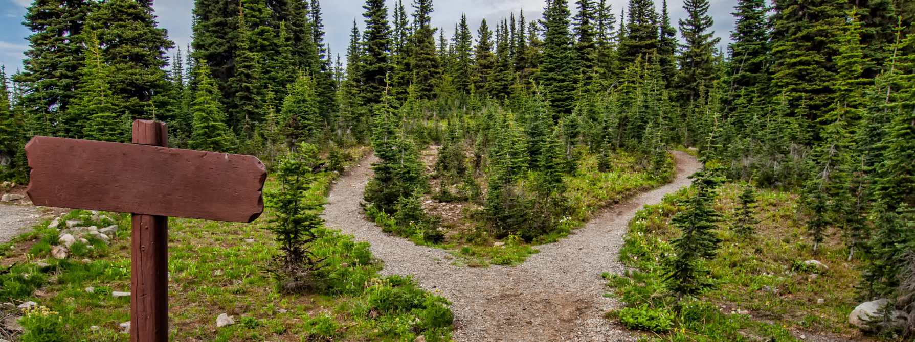 Photo of pathway surrounded by fir trees