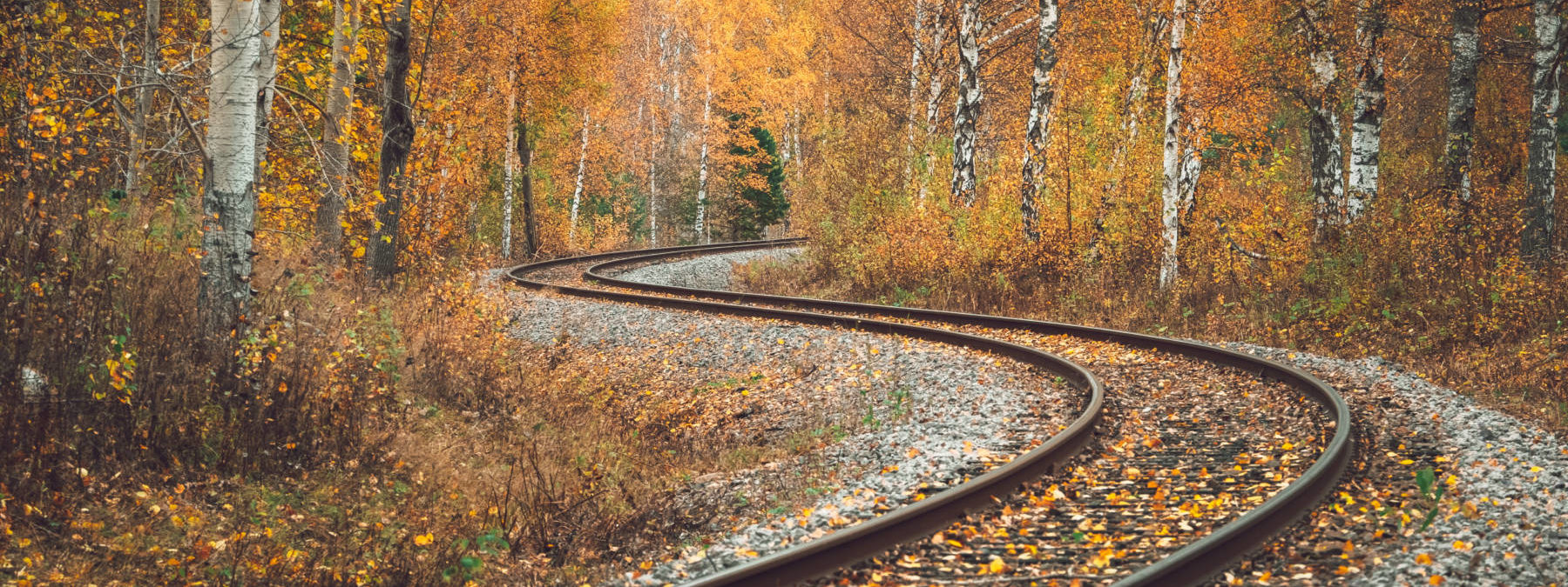 Railroad tracks running through autumn birch forest